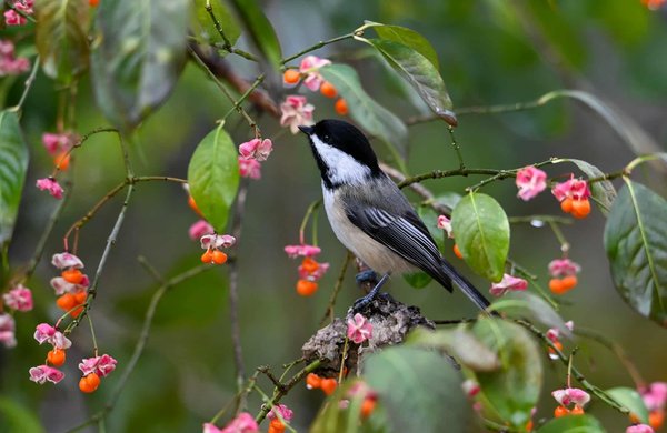 Quels sont les bénéfices environnementaux des jardins communautaires en milieu urbain ?