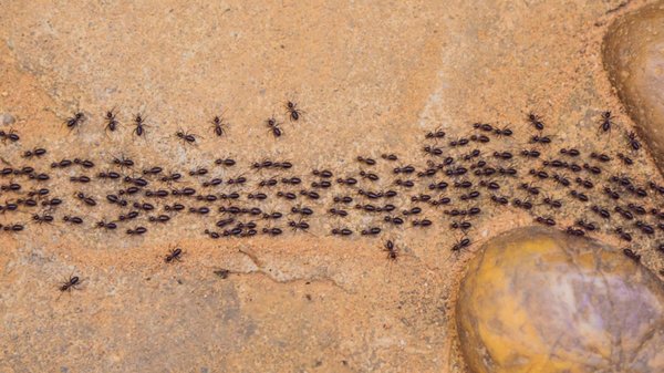 Fourmis volantes : un phénomène naturel intrigant !